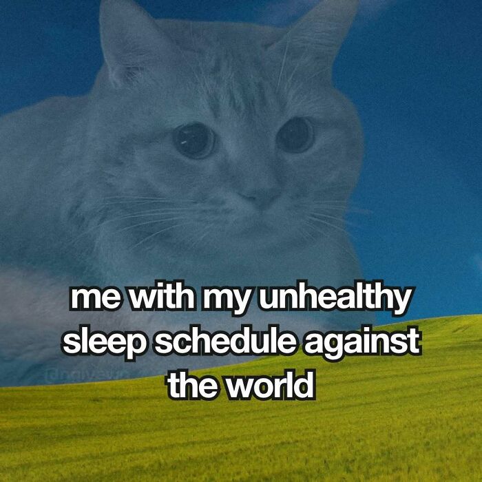 The 87 Funniest Cat Memes That Will Totally Get You