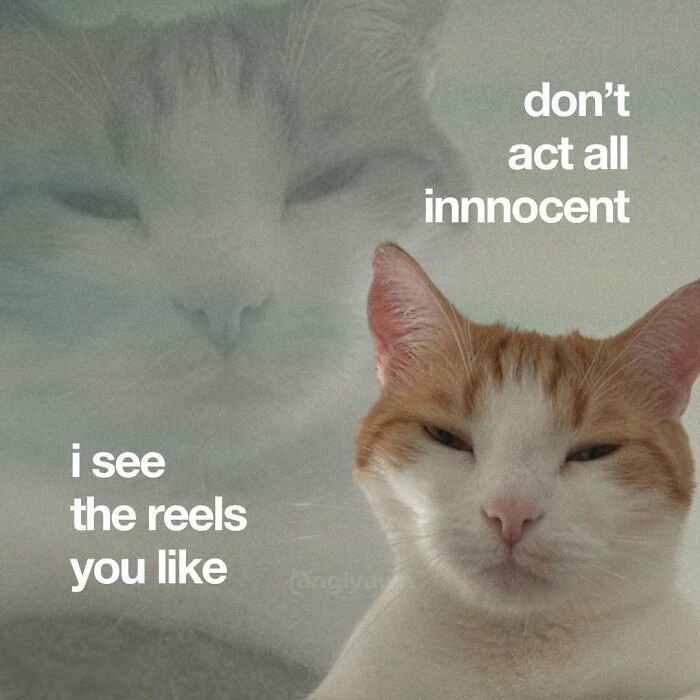The 87 Funniest Cat Memes That Will Totally Get You