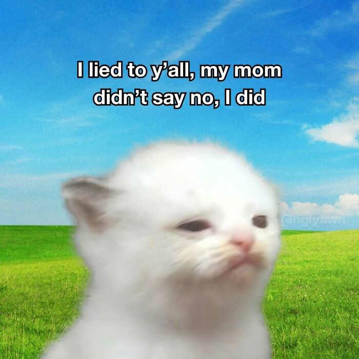 The 87 Funniest Cat Memes That Will Totally Get You