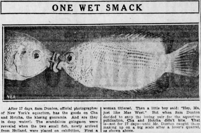 Old Newspaper Gems That Are Weirdly Funny and Totally Cool